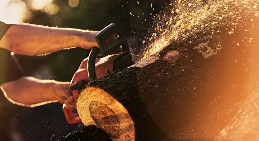 Chainsaw not cutting - featured image