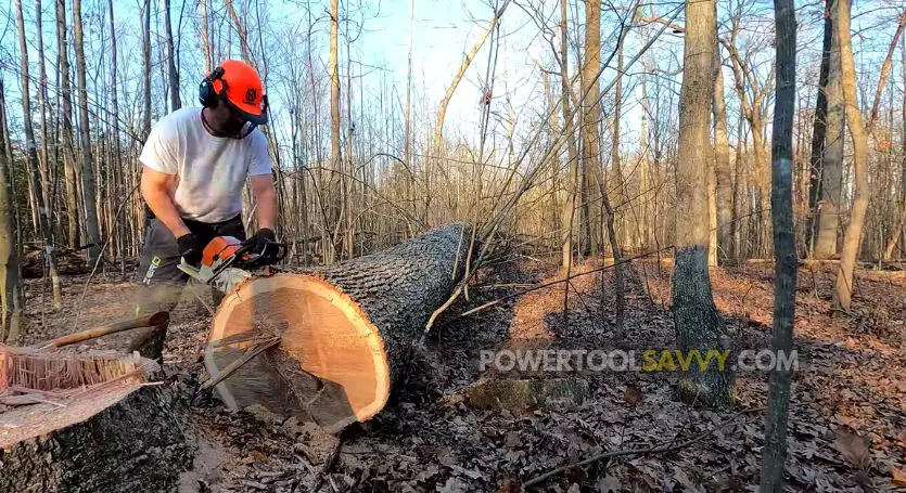 cutting oak tree with chainsaw