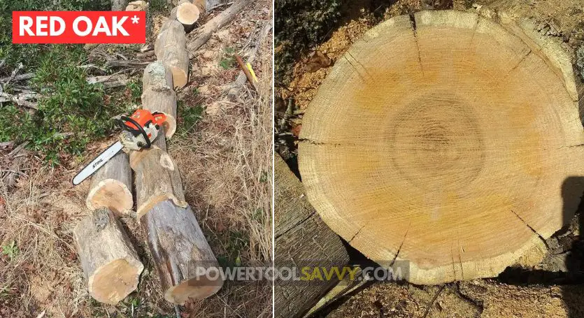 cutting red oak with a chainsaw.